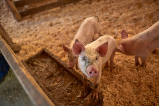 Little piglets on a pig farm in a pen