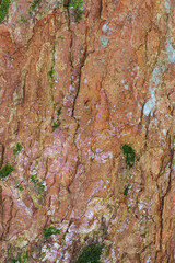 Red textured surface of the tree bark.