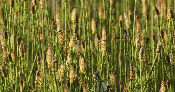 Equisetum Palustre, The Marsh Horsetail