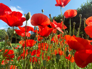 Blooming poppies in the park of Ukraine.