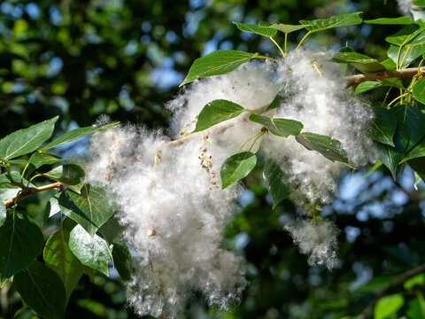 Poplar Fluff White Cotton Stock Photo 672832192