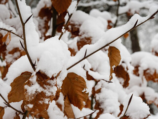 Winter forest. Trees covered with snow.