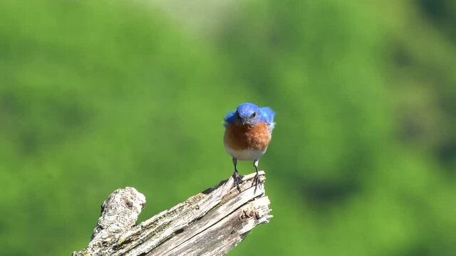 An eastern bluebird sitting on a small branch in the outdoors.