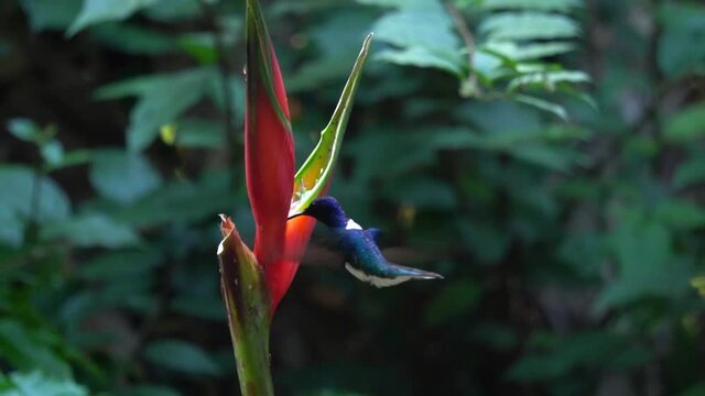 A tiny cute white-necked Jacobin colibri bird (Florisuga mellivora, a large hummingbird) feeding on a flower of Etlingera elatior while in flight. Slow-motion shot.