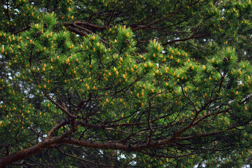 The pine tree blooms in the forest in spring. Male cones on the branches. Beautiful background and intertwining branches