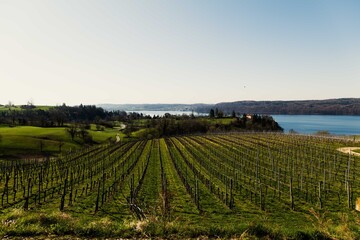 Weinberge am Bodensee