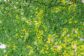 Green creeper on the concrete wall.