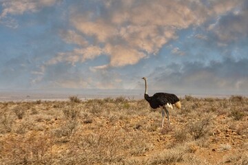 Male ostrich walking n the Karoo, South Africa - obrazy, fototapety, plakaty