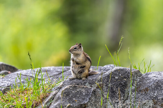 A Yellow Pine Chipmunk At Lewis And Clark Cavern SP, Montana