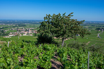 Fototapeta na wymiar Paysage de vignoble dans le Beaujolais au printemps autour du village de Fleurie