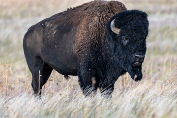 Fototapeta premium American Bison in the field of Antelope Island SP, Utah