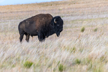 American Bison in the field of Antelope Island SP, Utah
