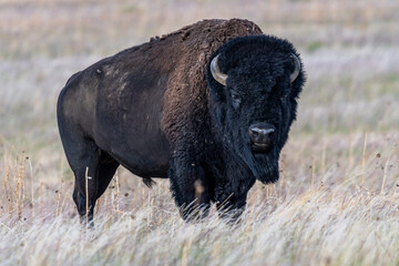 American Bison in the field of Antelope Island SP, Utah