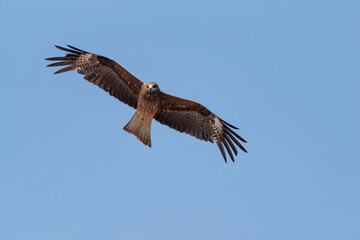 飛ぶ猛禽類　トビ