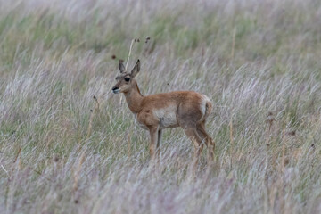 Pronghorn in the field of Antelope Island SP, Utah