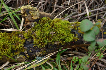 moss and tree