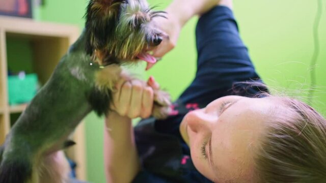 Groomer makes shearing of Yorkshire Terrier by scissors. extras at the pet store