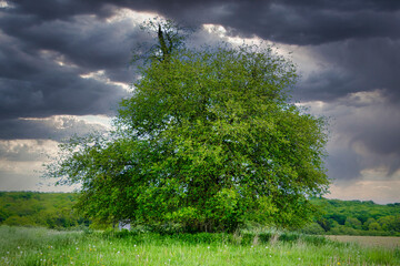 &Auml;ltester Apfelbaum Deutschlands (Naturdenkmal)