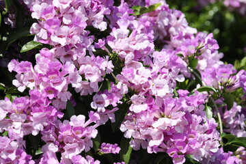 Spring with a full blooming of flower in pink and purple.