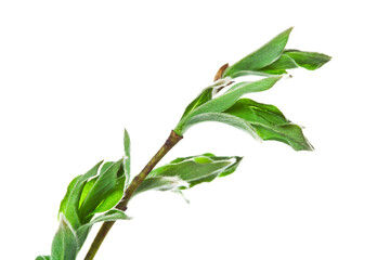 Spring willow twig with young leaves isolated on a white background.