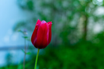 Summer single red tulip stretched out to the sky