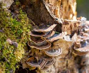 Baumschwamm am Baumstamm