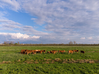 Naklejka na ściany i meble Limousin cattle on a meadow