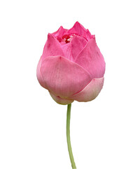 Fototapeta premium Pink lotus flowers on a white background look beautiful.