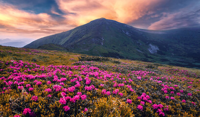 Unsurpassed sunrise in the mountains with Fresh pink rhododendron flowers. and majestic mountains...