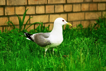 a large gull stands in the grass