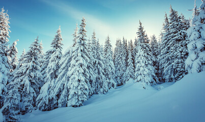 Fototapeta na wymiar Winter forest. Amazing nature landscape. Wonderful wintry scenery. Snow covered fir trees during sunrise. Chistmass concept. Nature background