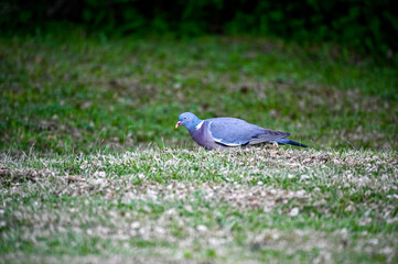 wood pigeon walking on lawn looking for food