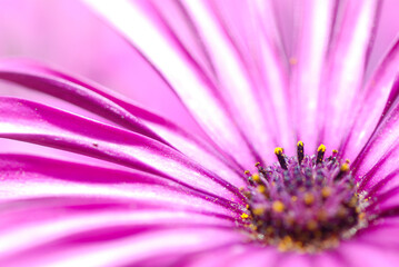 FLORES DE MARGARITAS COLOR FUCSIA