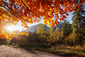 Fototapeta premium Golden leaves of trees over colorful autumn ground road in the park. amazing autumnal natural background. Focus on foliage