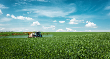 Amazing counryside with green wheat field and  blue sky.