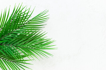 Branches of a palm tree on a white background. Horizontal orientation, copy space.