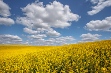 Fototapeta premium Yellow field of blooming raps flowers. Flowering rapeseed with beautiful clouds on sky. Concept of plant for green energy and oil industry. agricultural and rich harvest concept. rural nature scenery