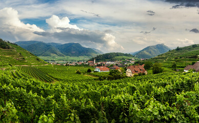 Fototapeta na wymiar Summer in vineyards. Wachau valley. Austria.