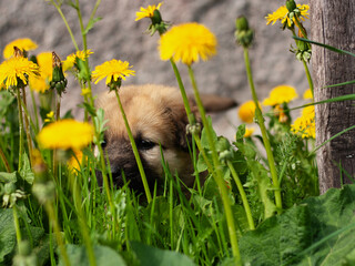 a puppy in a thicket of dandelions