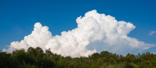 A large white cumulonimbus cloud emerges behind the forest canopy on blue sky - obrazy, fototapety, plakaty