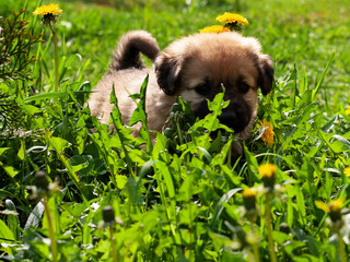 puppy on grass