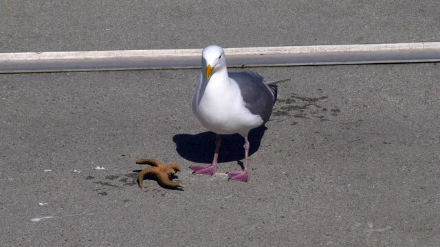 Western Gull Eating Starfish Near Pier On A Sunny Day. - Close Up Shot