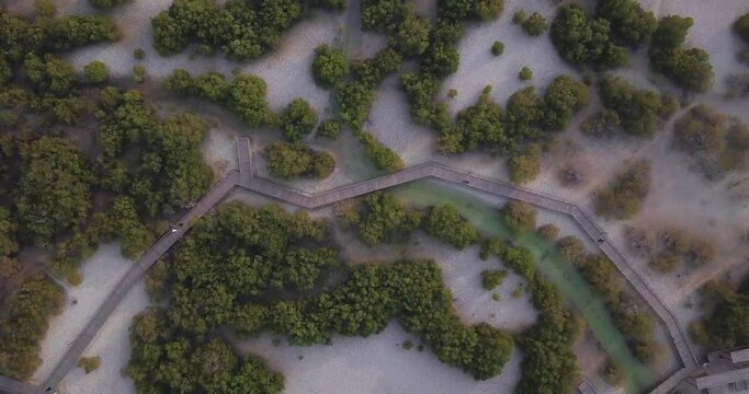 Birdseye Aerial View of Jubail Mangrove Park, Abu Dhabi, UAE. Protected Natural Reserve, Groves and Boardwalk, Top Down Drone Shot