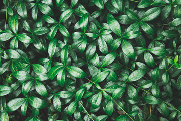 Abstract background of nature small leaves in the forest. Abstract green leafes natural background. Wonderful nature texture.  Toned Creative image.  Natural pattern, wallpaper