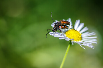 Amazing nature scene closeup. Beetles on a camomile flower on a blurred background of green grass. Beautiful summer landscape with copy space and Space for an inscription or logo. Ekology concept