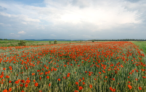 View on blossoming poppy field. summer landscape. Idea concept harvest. majestic rural landscape with blue sunny sky with sun. Copy space installation of sunlight on the horizon. creative image