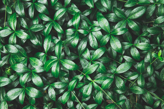 Abstract background of nature small leaves in the forest. Abstract green leafes natural background. Wonderful nature texture.  Toned Creative image.  Natural pattern, wallpaper