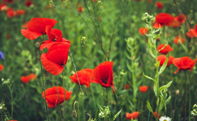 Flowers Red poppies blossom on wild field. Beautiful field red poppies with selective focus. Red poppies under of sunlight. Opium poppy. Natural drugs. Glade of red poppies.Soft focus.