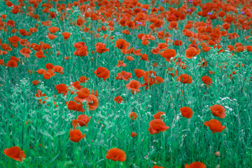Obraz premium Wonderful rural landscape. color contrast between poppy and green field with a lot of copy space. small depth of field. Opium poppy. Natural drugs. Glade of red poppies. Soft focus
