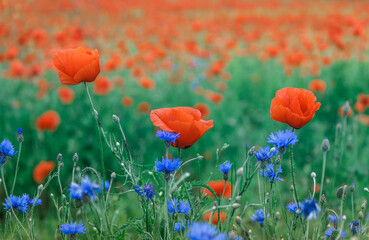 Wonderful rural landscape. ?olor contrast between red poppy flowers, blue cornflowers and green field. small depth of field. Opium poppy. Natural drugs. Glade of red poppies. Soft focus